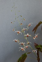 Epimedium latisepalum x wushanense